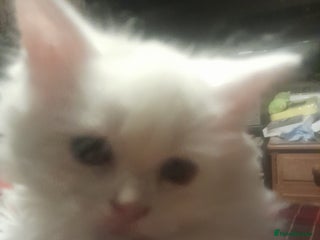 Manx cats - Advert 2