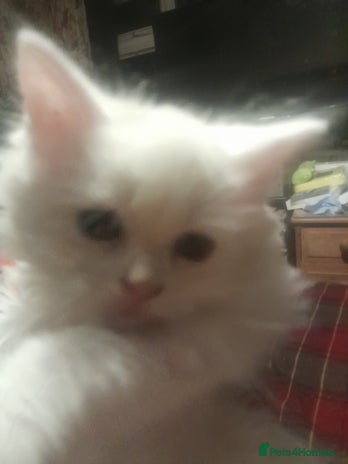 Manx cats - Advert 1