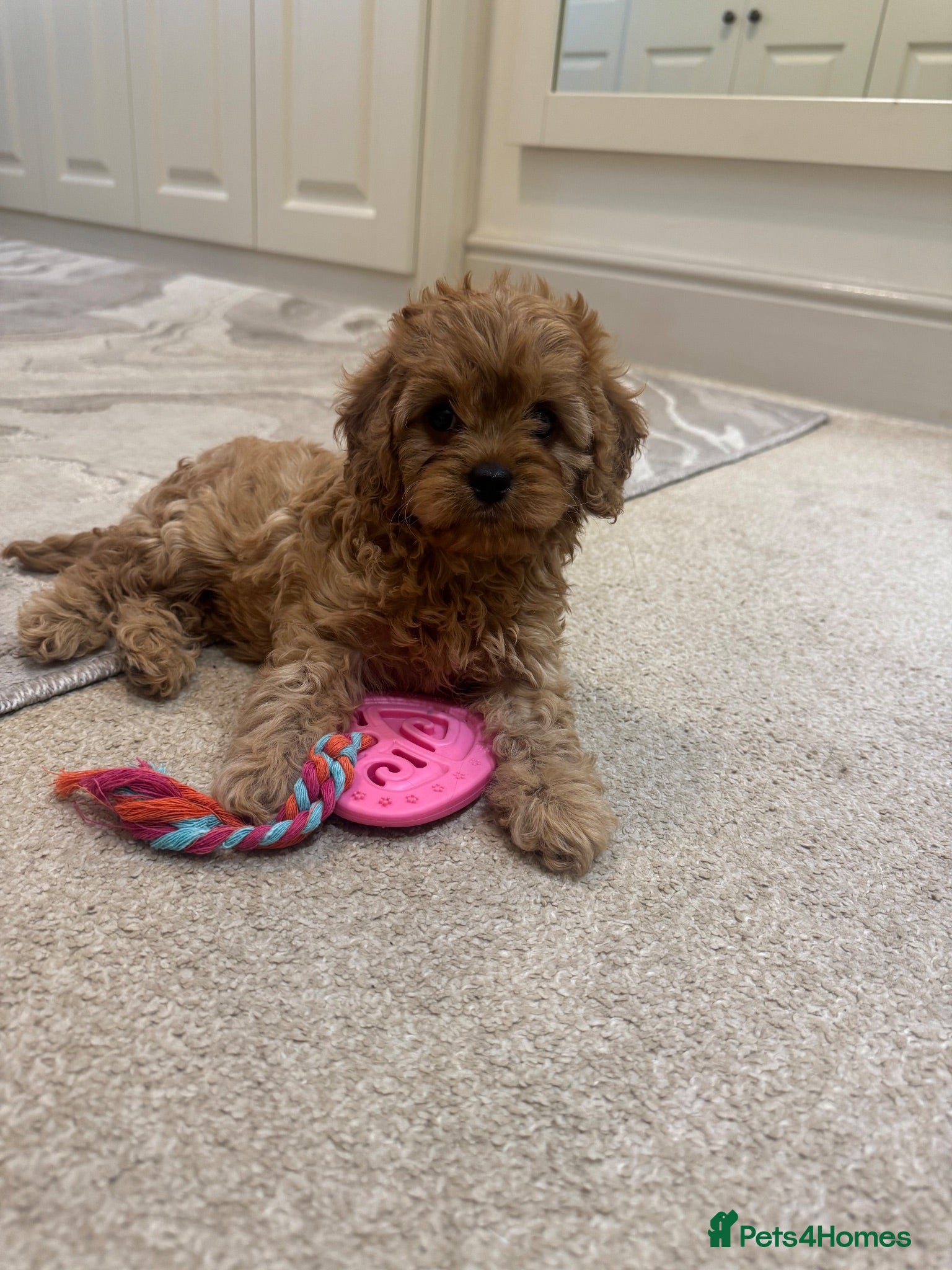 Cavapoo dogs Ready now beautiful female cavapoo - Advert 2
