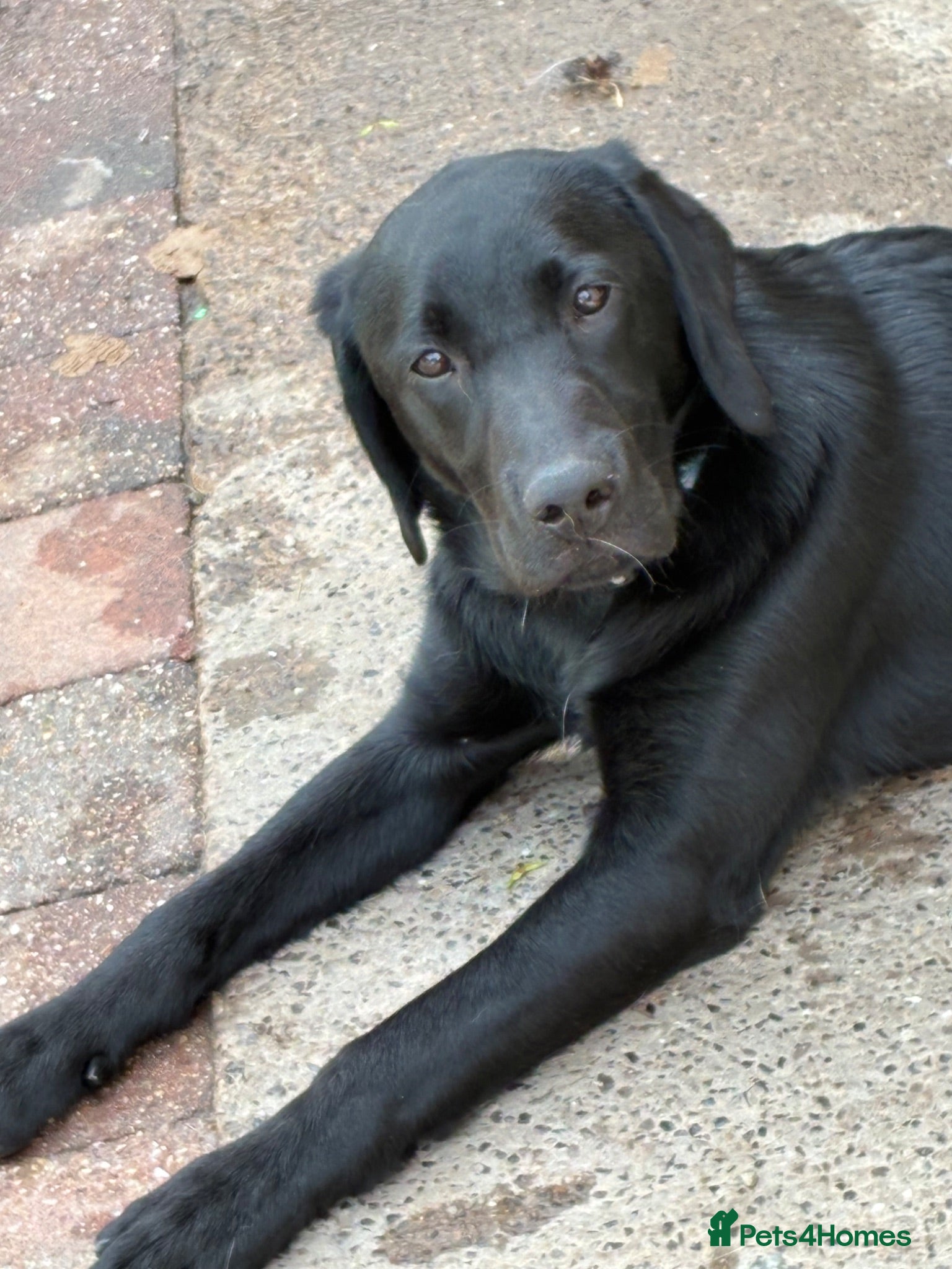 Labrador Retriever dogs Black labrador  - Advert 3