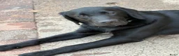 Labrador Retriever dogs for sale: Black labrador  - Advert 2