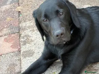 Labrador Retriever dogs Black labrador - Advert 3