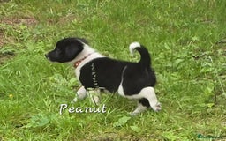Border Collie dogs for sale:  Any farmers looking for working dogs? - Image 21