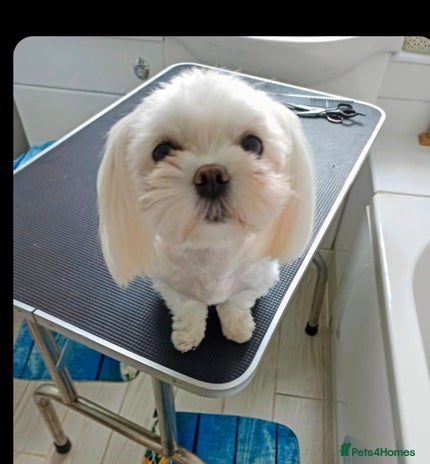 Maltese dogs - Advert 1