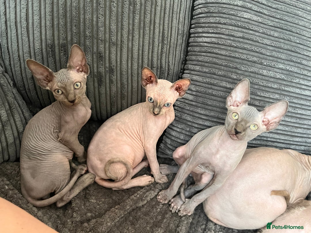 Sphynx cats for sale: 🌟Beautiful sphynx Ready for their new homes 🌟 - Image 15