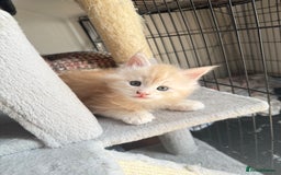 Maine Coon cats for sale: Cream beautiful and fluffy kittens  in Oxford - Image 10