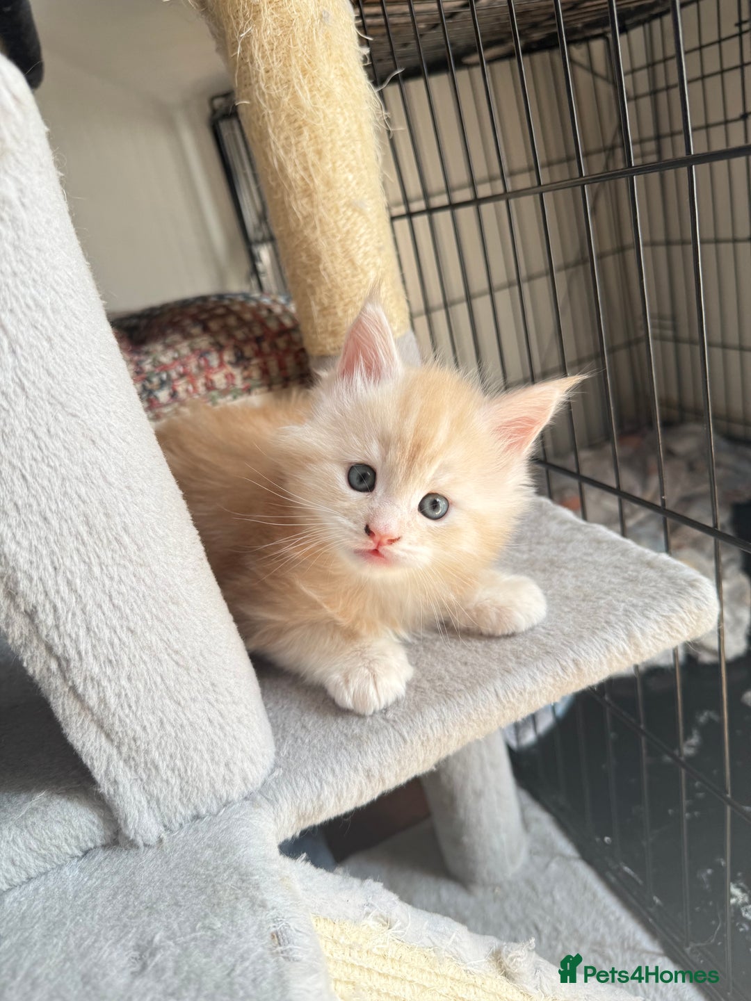 Maine Coon cats for sale: Cream beautiful and fluffy kittens  in Oxford - Image 10