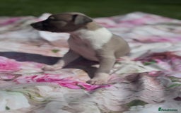 Whippet dogs for sale: Wonderful whippets 5* puppies  - Image 11