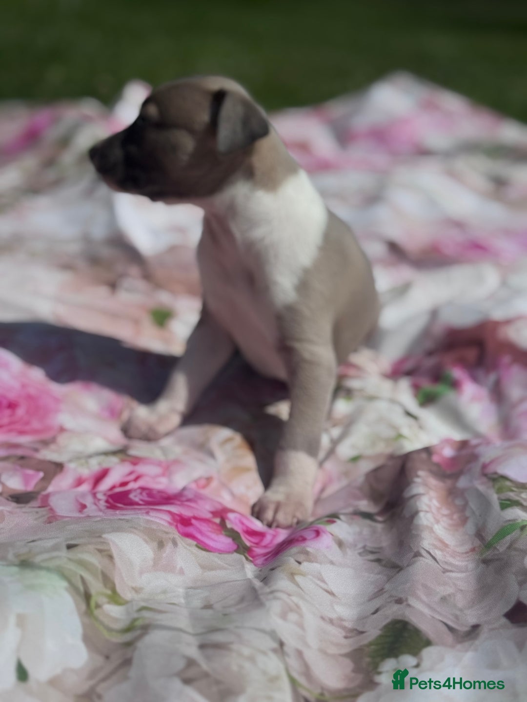 Whippet dogs for sale: Wonderful whippets 5* puppies  - Image 11