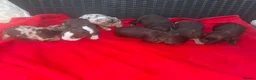 Mixed Breed dogs for sale: CHI SPANIEL PUPPIES READY 5th SEP in Princes Risborough - Advert 4