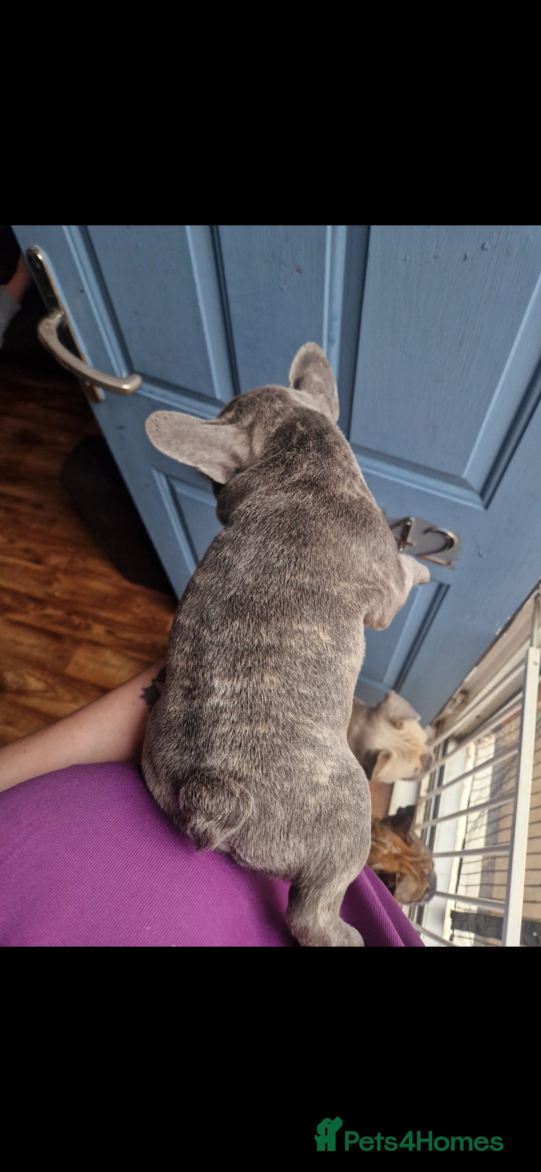 French Bulldog dogs for sale: Beautiful brindle french-bulldog girl left!  - Image 23