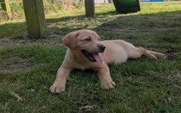 Labrador Retriever dogs for sale: Fully Health Checked Labrador Puppies - Image 4