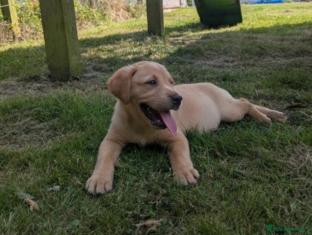 Labrador Retriever dogs for sale: Fully Health Checked Labrador Puppies - Image 4