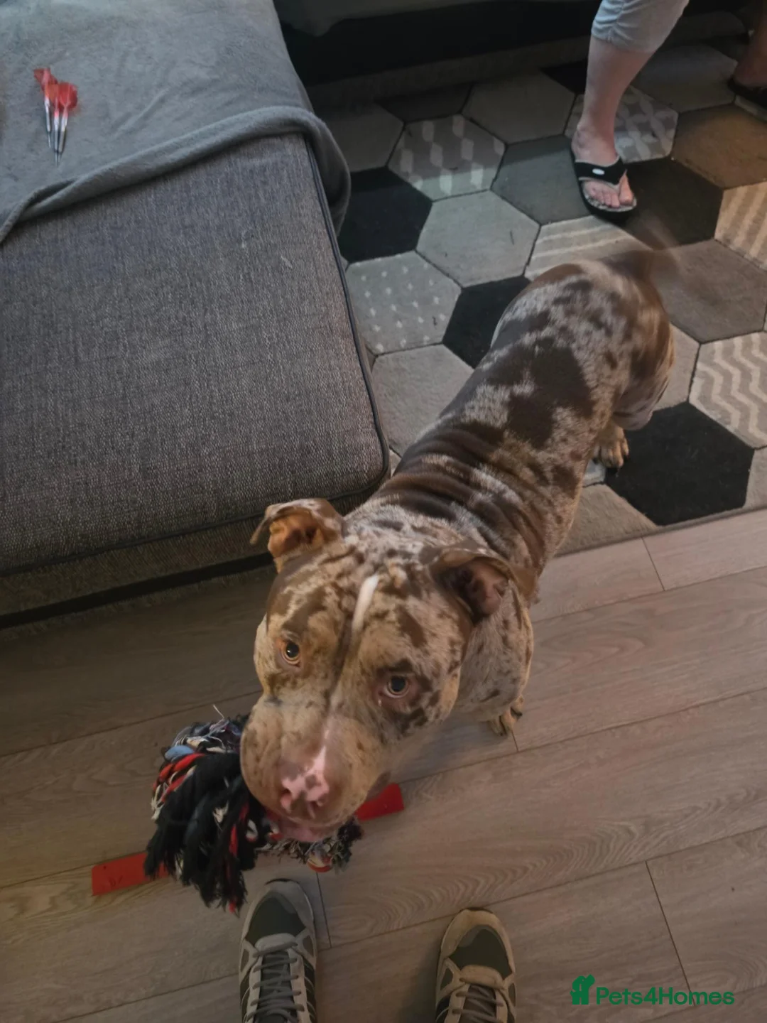 American Bully dogs for sale: American bully in Gloucester - Advert 2