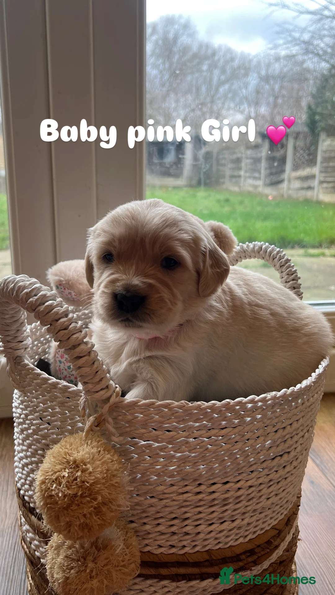 Golden Retriever dogs for sale: 🌟Golden Retriever Puppies | KC & Family Raised 🌟 - Advert 8