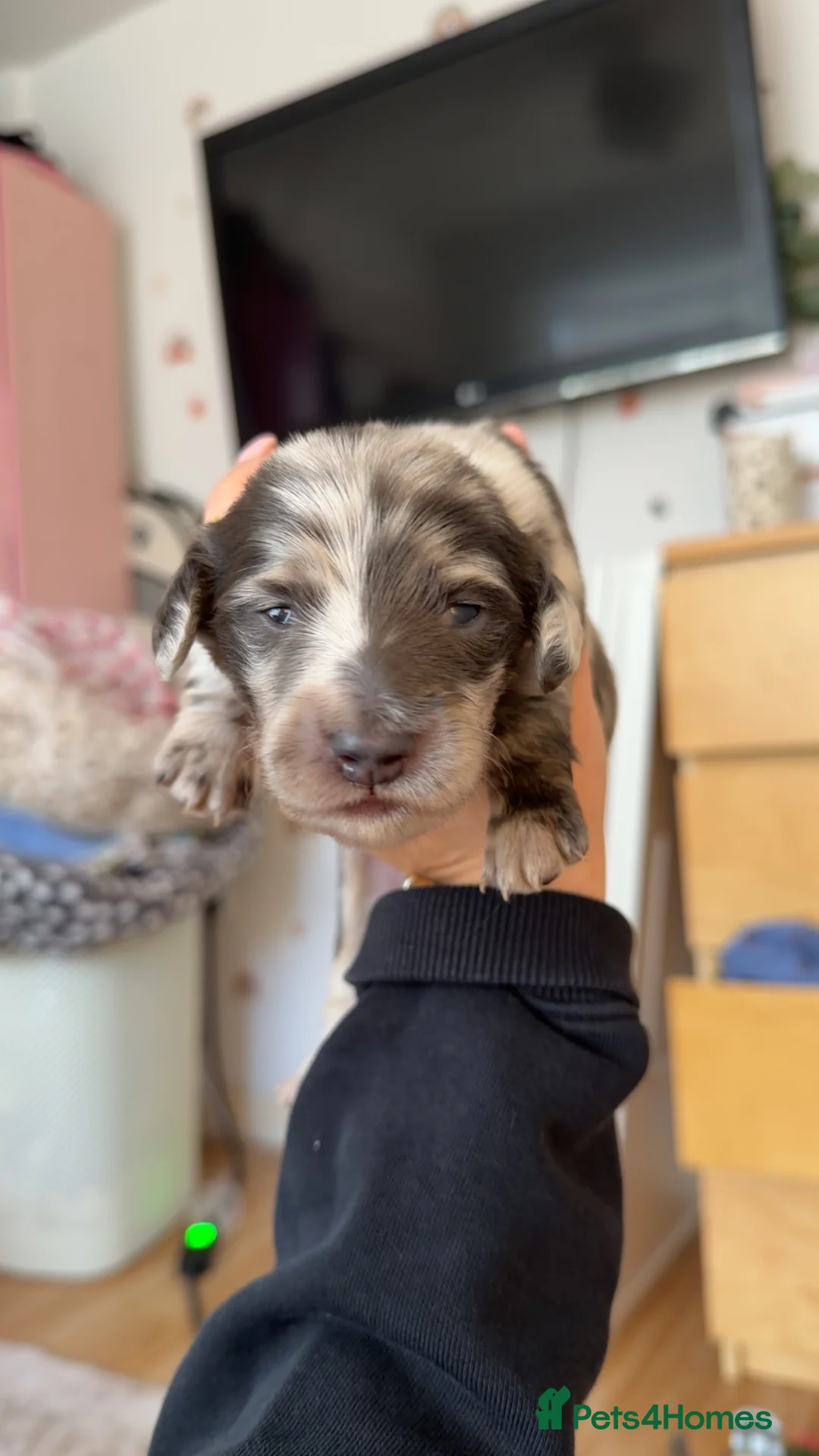 Miniature Dachshund dogs for sale: Minature long hair dapple dachshund male  - Advert 2