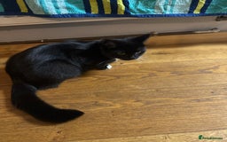 European cats for sale: Kitten for sale male  - Image 6