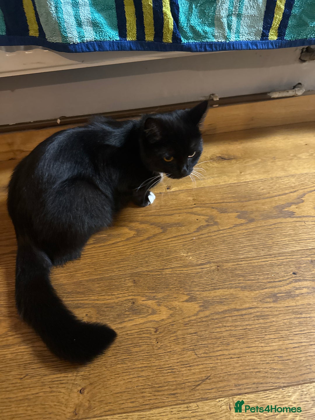 European cats for sale: Kitten for sale male  - Image 6