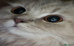 British Longhair cats for sale: Silver shaded soft british longhair male - Image 2