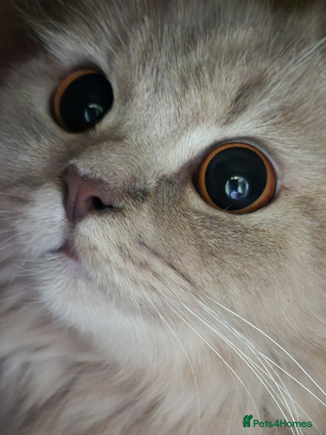 British Longhair cats for sale: Silver shaded soft british longhair male - Image 2