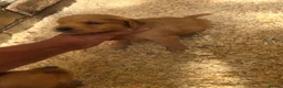 Golden Retriever dogs for sale: Kc registered dark red pups - Advert 22