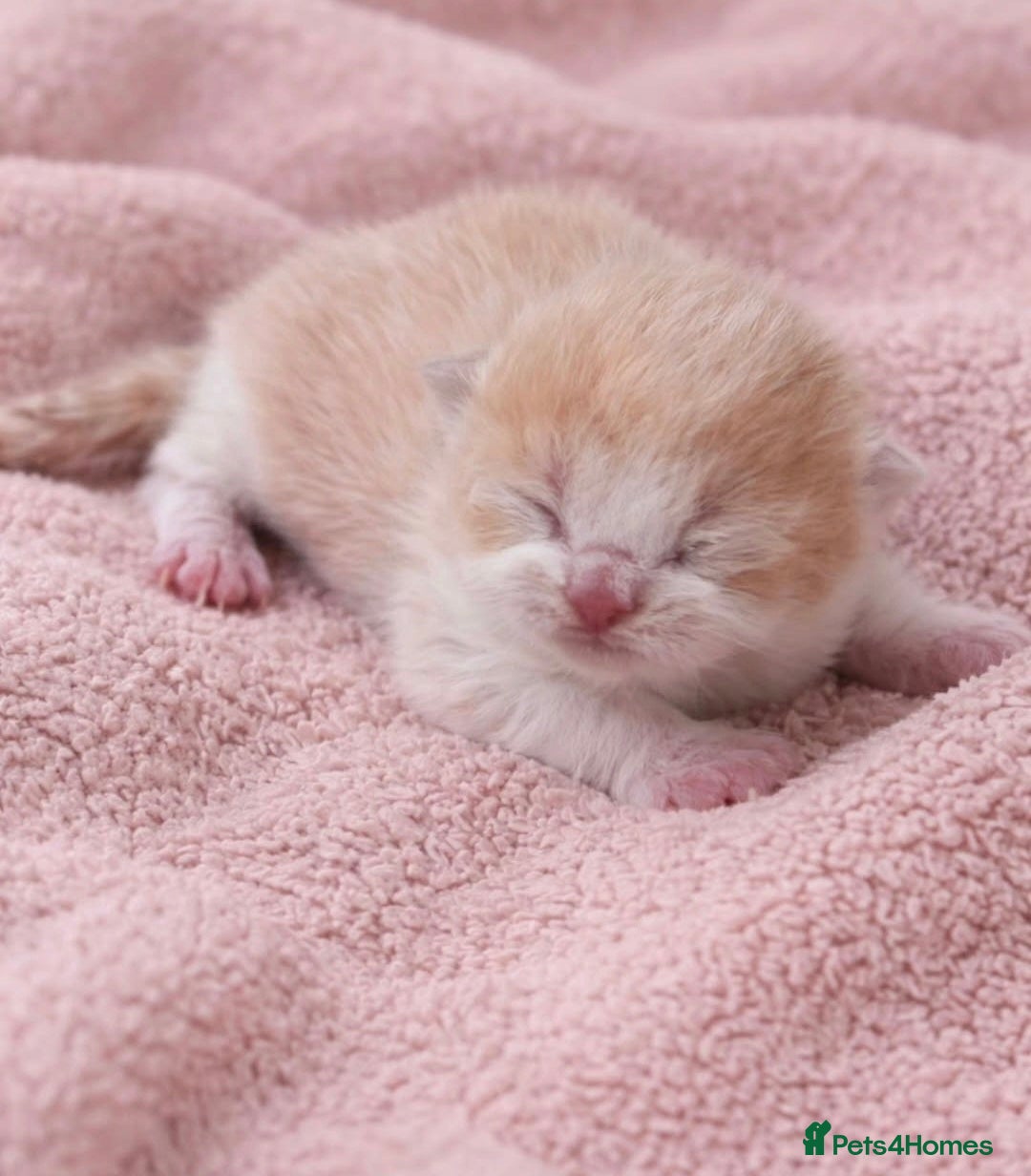 British Shorthair cats *Last 2 kittens left* Top qualityBritish Shorthair - Advert 2