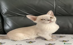 Burmese cats for sale: Registered Burmese kittens  - Image 1