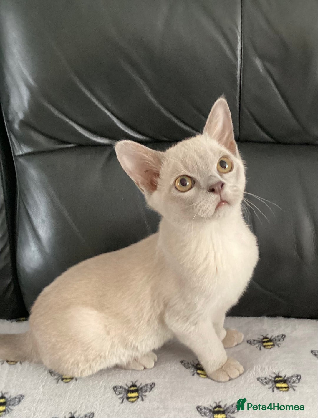 Burmese cats for sale: Registered Burmese kittens  - Image 1
