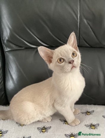 Burmese cats - Advert 4