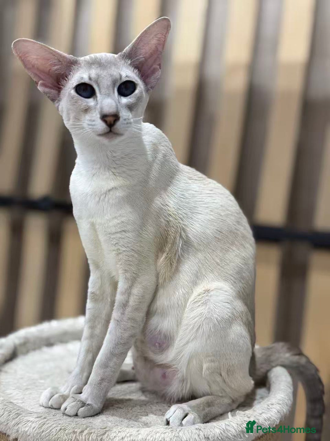 Siamese cats for sale: Beautiful Siamese Kittens – Ready February - Advert 17