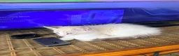Mixed Breed cats for sale: Kitty  - Advert 8
