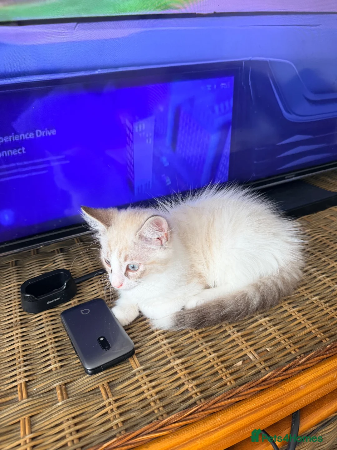 Mixed Breed cats for sale: Kitty  - Advert 8