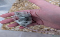 Mouse rodents for sale: Friendly young mice available, mixed colors - Image 4