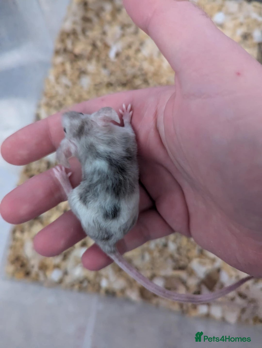 Mouse rodents for sale: Friendly young mice available, mixed colors - Image 4