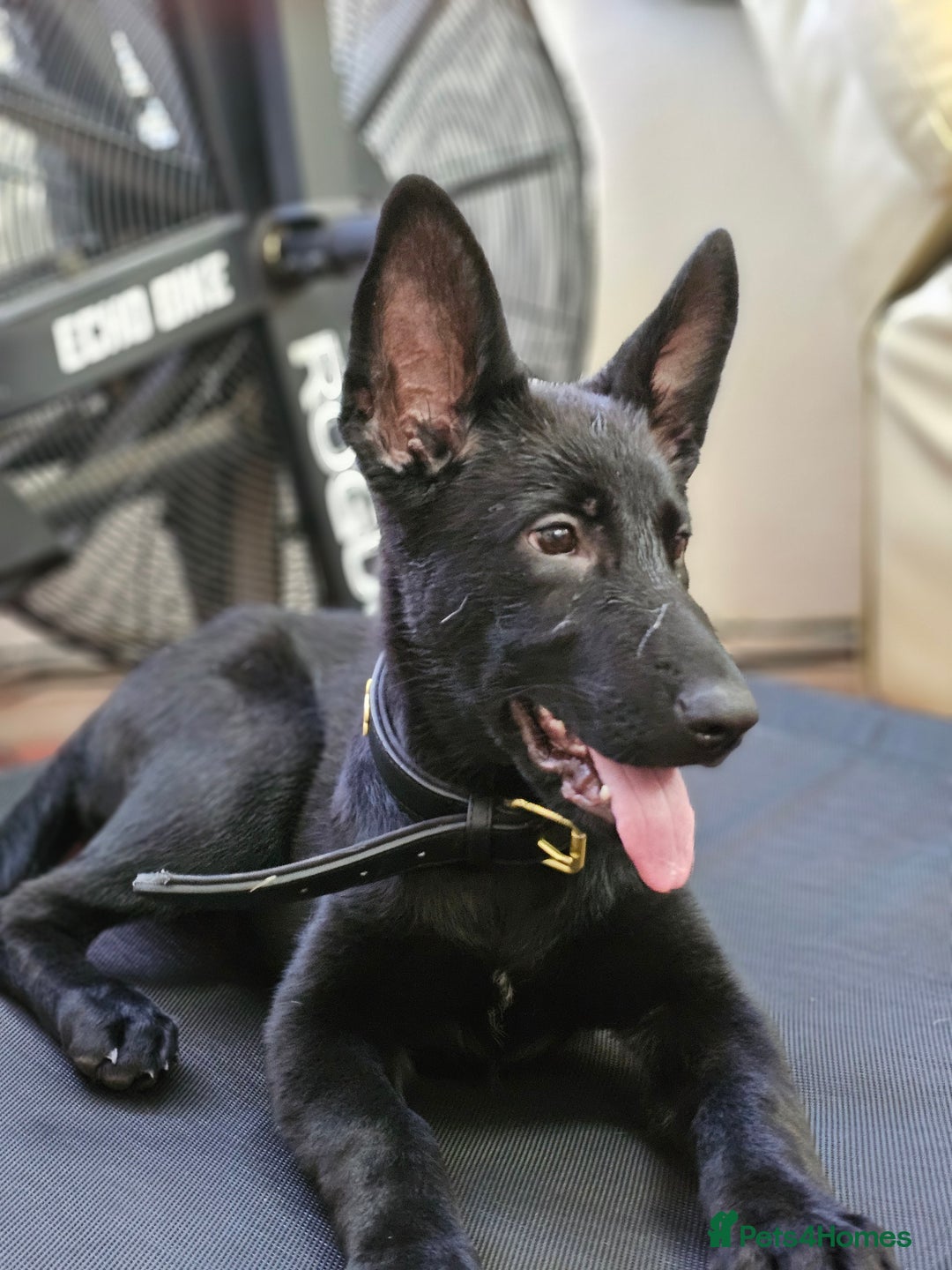 German Shepherd dogs for sale: Reduced ready2go TOP KC Czech German health tested in Wolverhampton - Image 1
