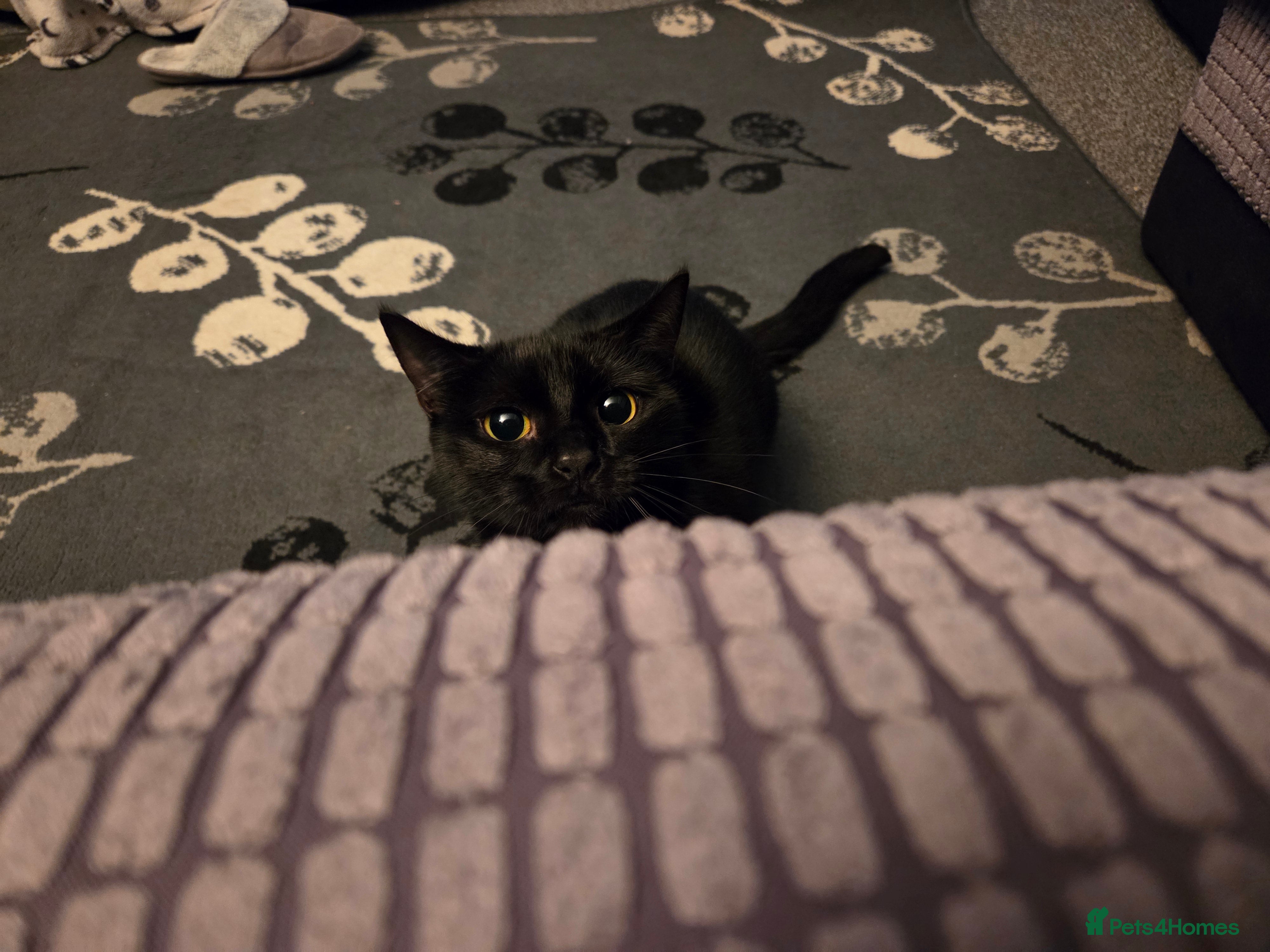 Bombay cats Female Cat - Advert 11