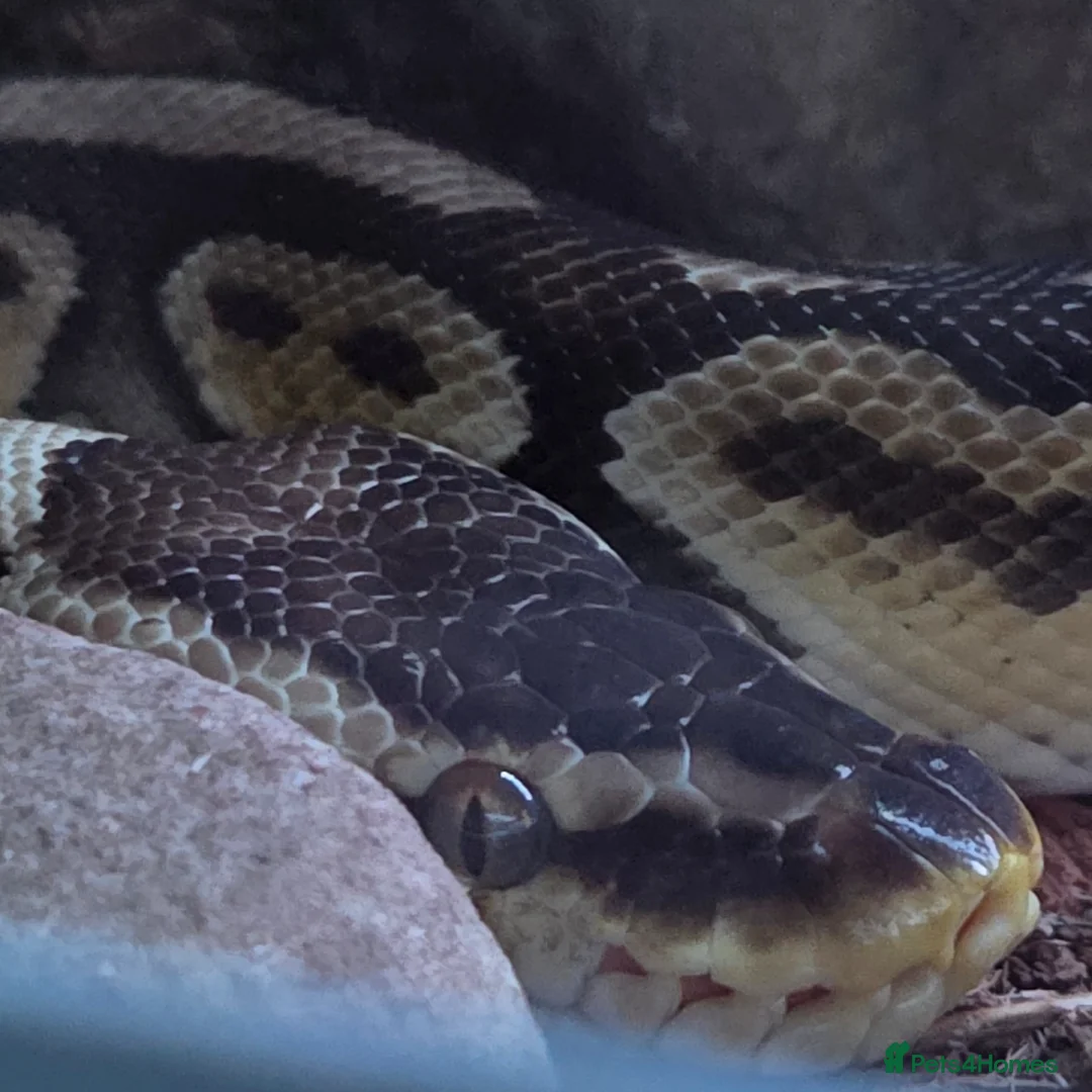 Python Snake reptiles for sale: Adult Ball Python  in Crook - Advert 2