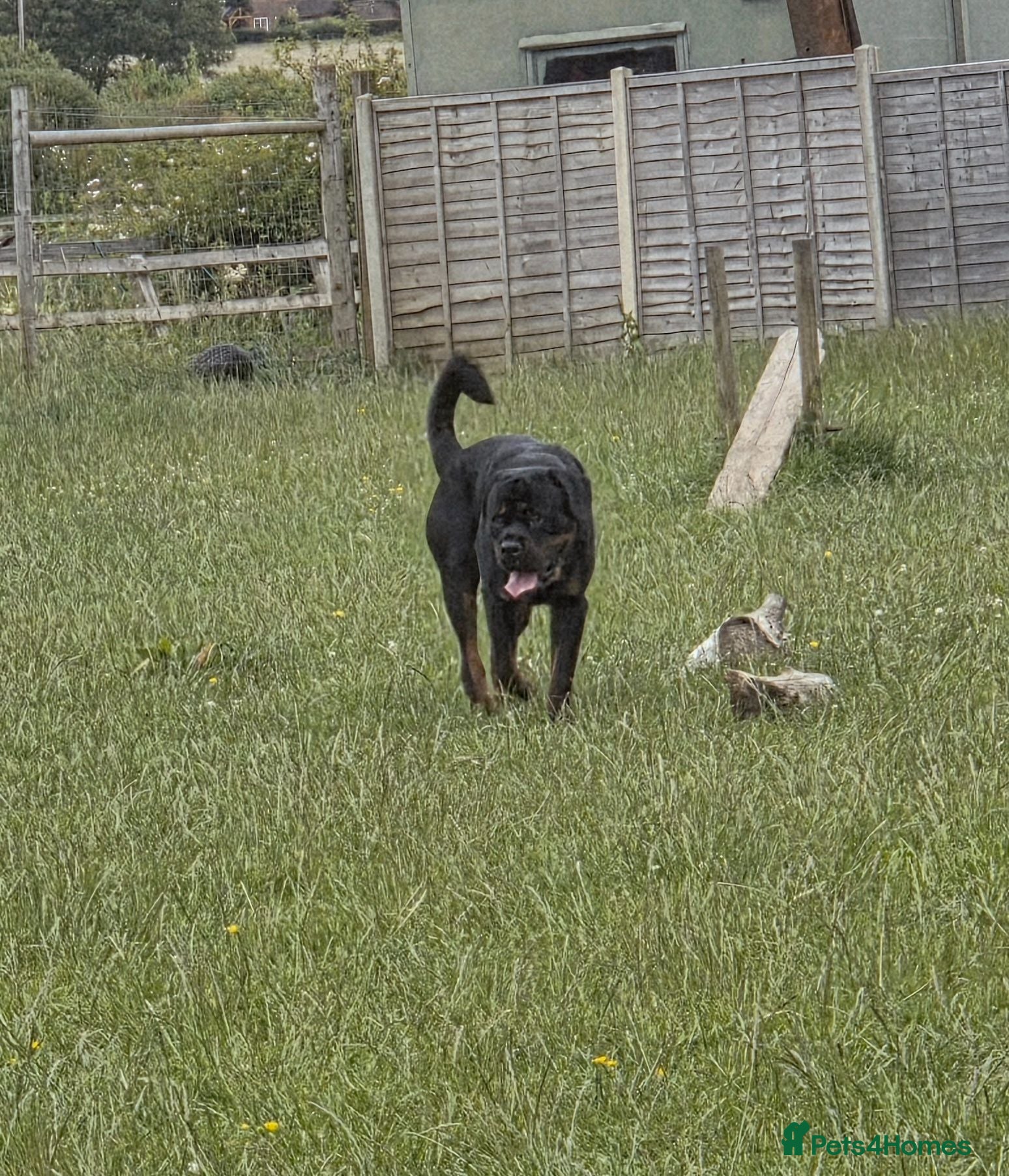 Rottweiler dogs Beautiful Rottweiler for sale  - Advert 2