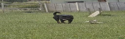 Rottweiler dogs for sale: Beautiful Rottweiler for sale  - Advert 1