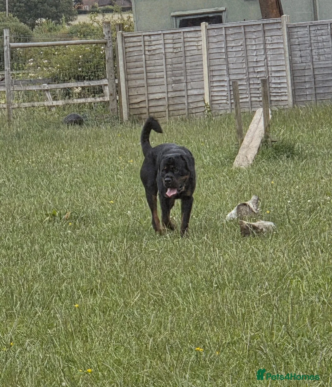 Rottweiler dogs for sale: Beautiful Rottweiler for sale  - Advert 1