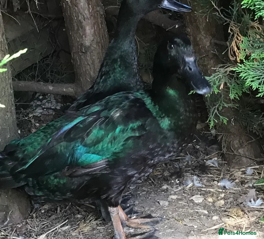 Ducks poultry for sale:  BEAUTIFUL BONDED PAIR CAYUGA DUCKS in Sturminster Newton - Advert 1