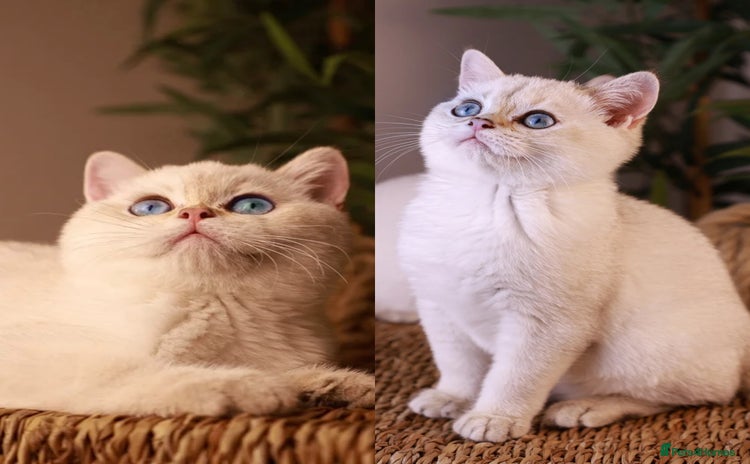 British Shorthair cats in Bedford - Advert 4