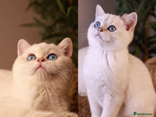 British Shorthair cats in Bedford - Advert 3