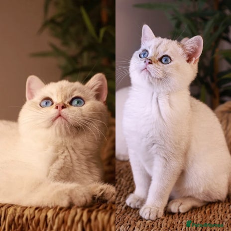British Shorthair cats in Bedford - Advert 10