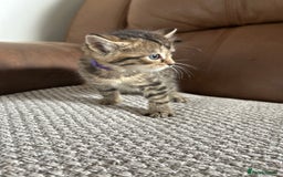 Mixed Breed cats for sale: 6 Beautiful kittens  - Image 20