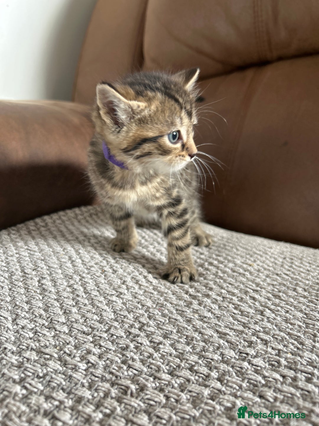 Mixed Breed cats for sale: 6 Beautiful kittens  - Image 20