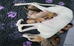 Whippet dogs for sale: 8 KC gorgeous pups, 4 boys & 4 girls. - Image 12
