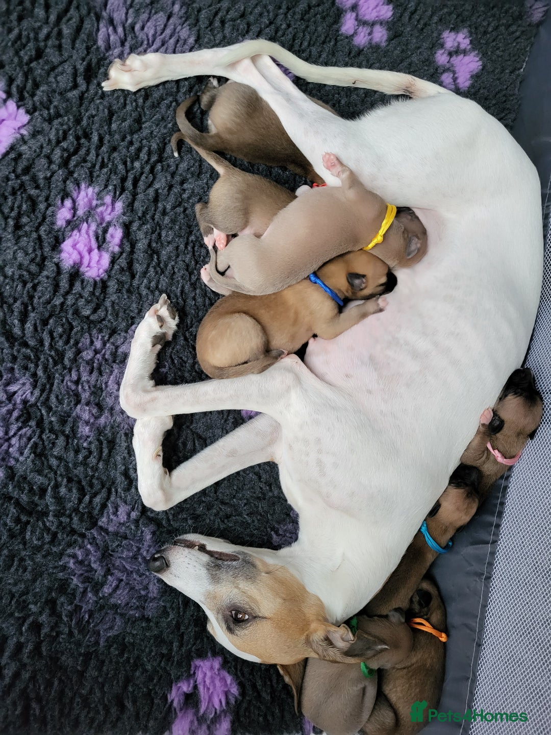 Whippet dogs for sale: 8 KC gorgeous pups, 4 boys & 4 girls. - Image 12