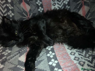 British Longhair cats Black Kitty For Sale - Advert 5