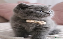 British Shorthair cats for sale: ❤️British Shorthair Kittens GCCF -Ready December  - Image 11